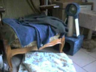 Les jeux de Rouky et Miss lady