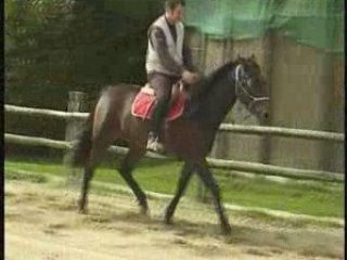 Reine de Montfort: 3-Year-Old Trotter 🐴