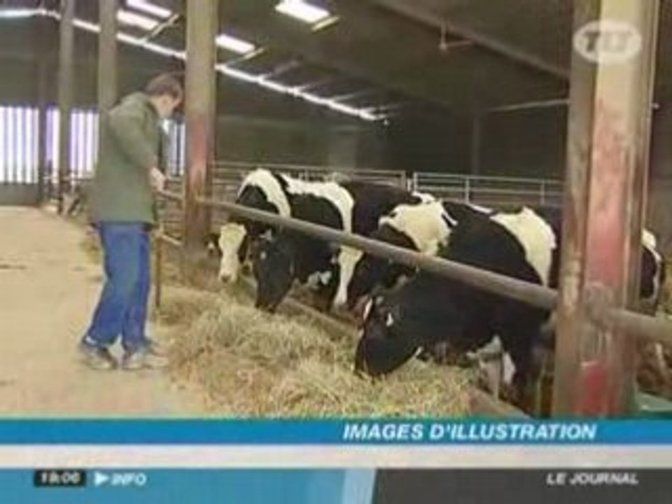 Vaches et moutons: la maladie de la langue bleue