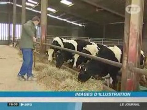 Vaches et moutons: la maladie de la langue bleue