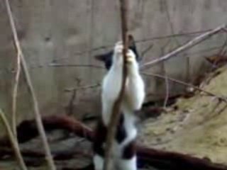 Dance d'une petite chatte adorable