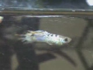 Inédit Miracle of allah mashallah