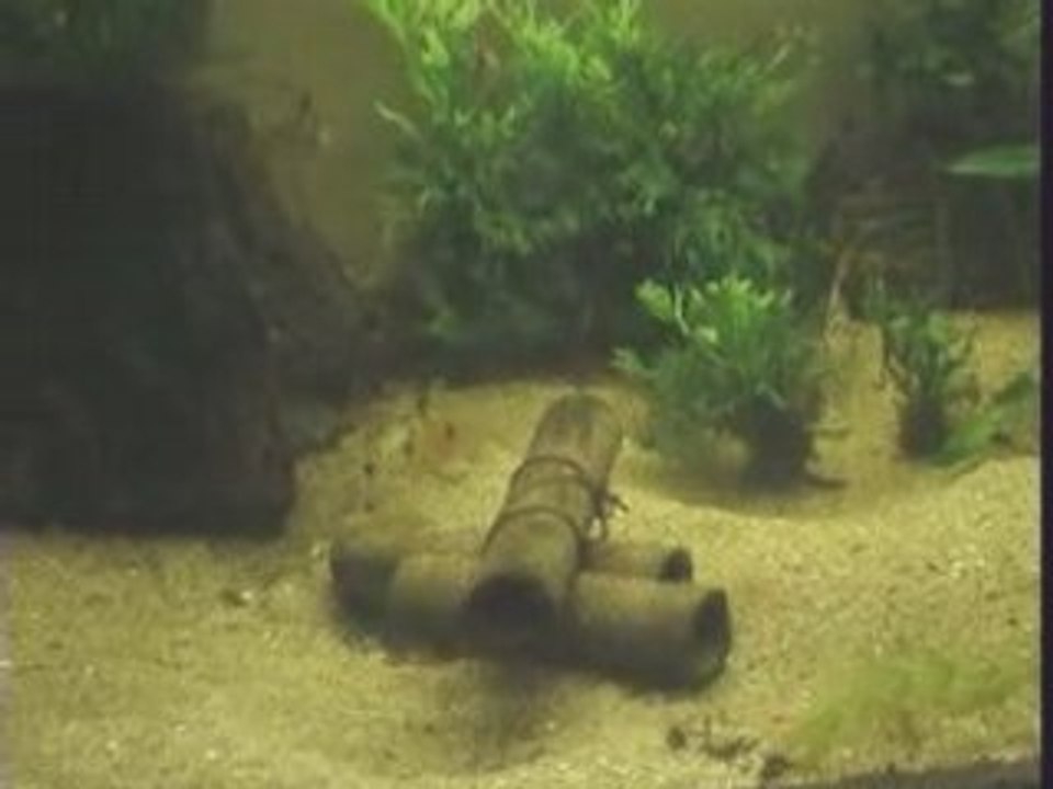 Altispinosus2
