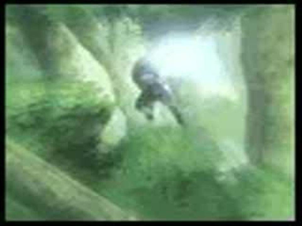 mille oiseaux