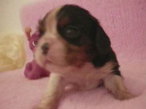 DJEZABEL chiots cavalier king charles