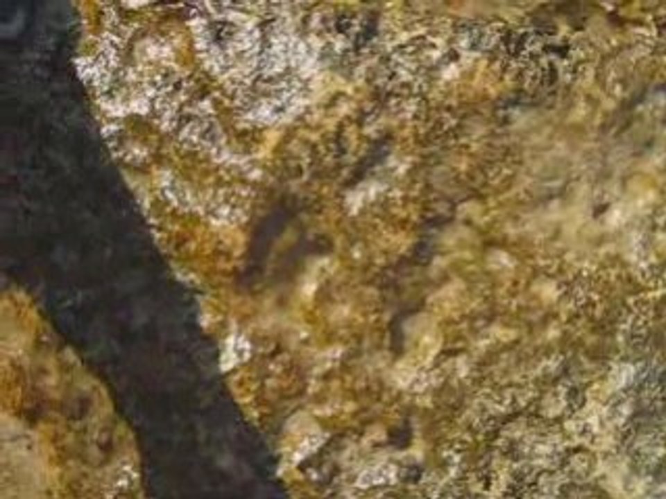 Pulpo