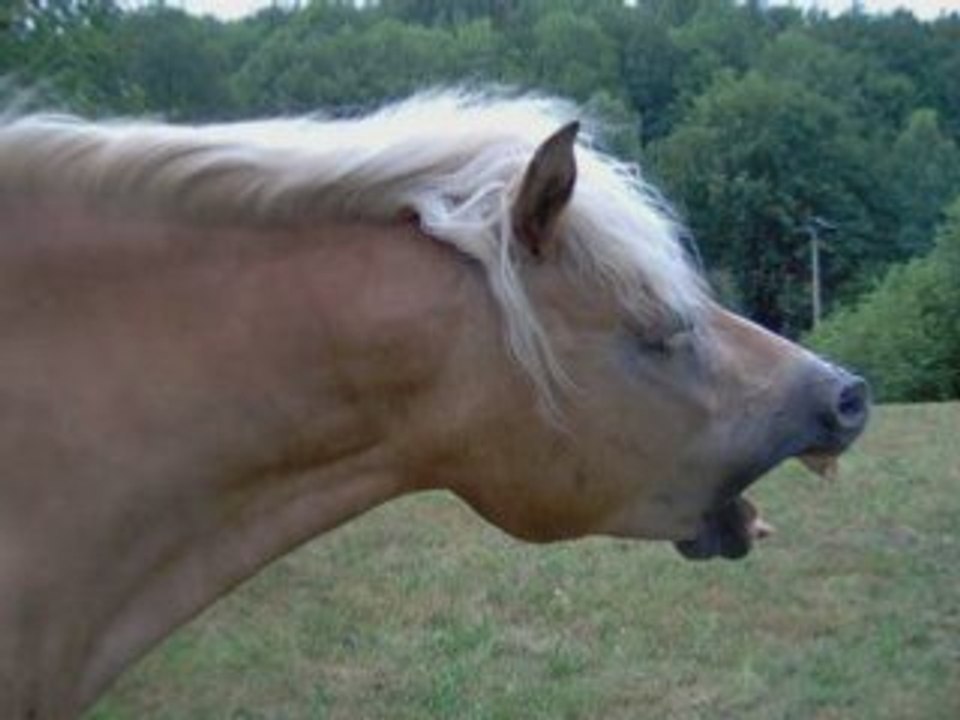 Haflinger jument été