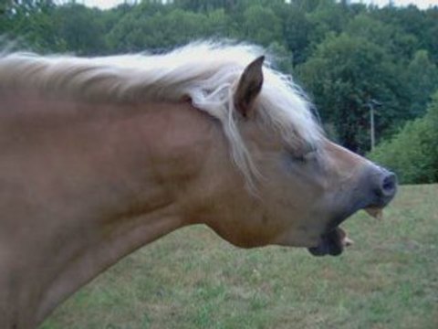 Haflinger jument été