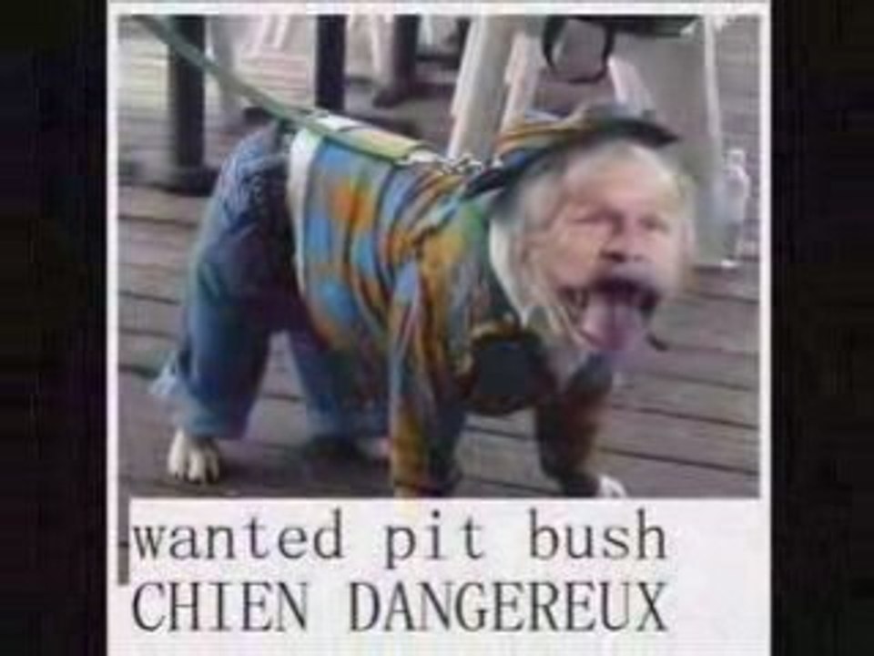 PIT BUSH LE CHIEN LE PLUS DANGEREUX AU MONDE (MANDATDARRET)