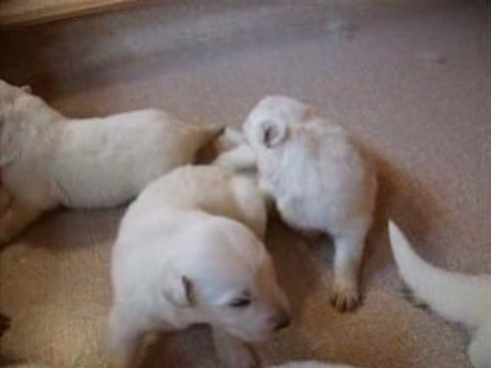 Les bébés de Balka