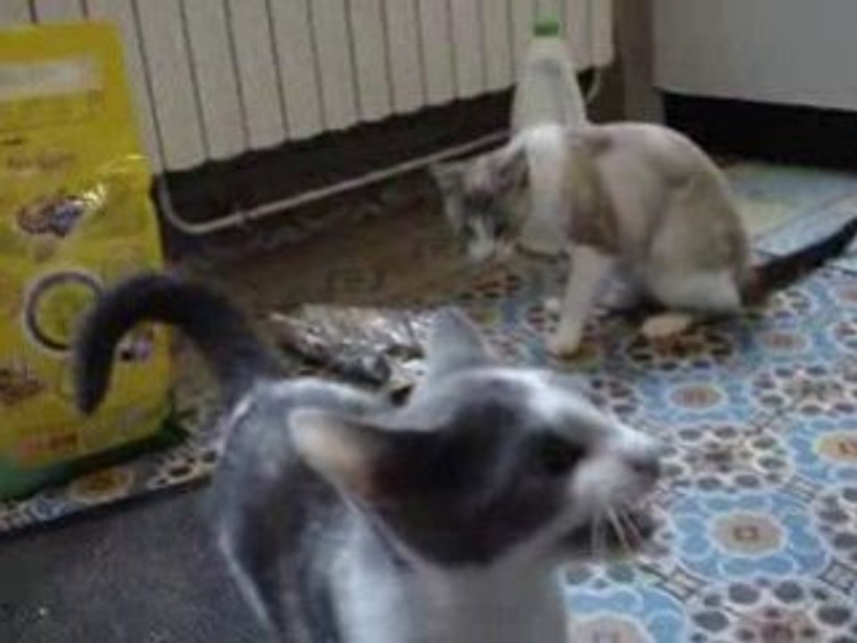 Chat affamé Furieux-Furious hungry Cat-MITSI