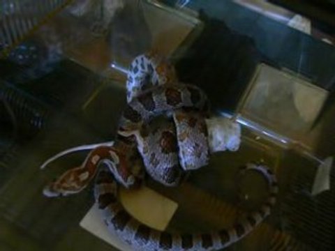 Tékila nourrissage2