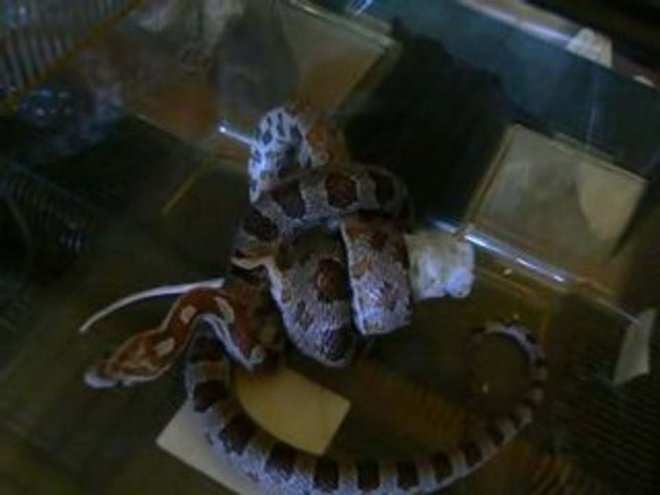 Tékila nourrissage2