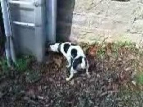 Daïa et la chasse aux lézards