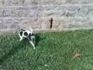 Daïa et la chasse aux lézards II