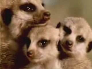 Dur dur de tenir debout les mangoustes