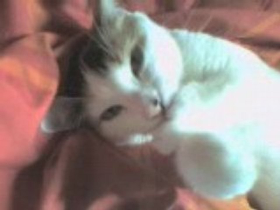 Mimi nuckelt an der Pfote