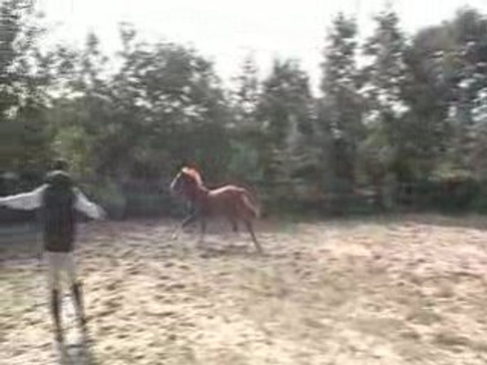 Hercules 4