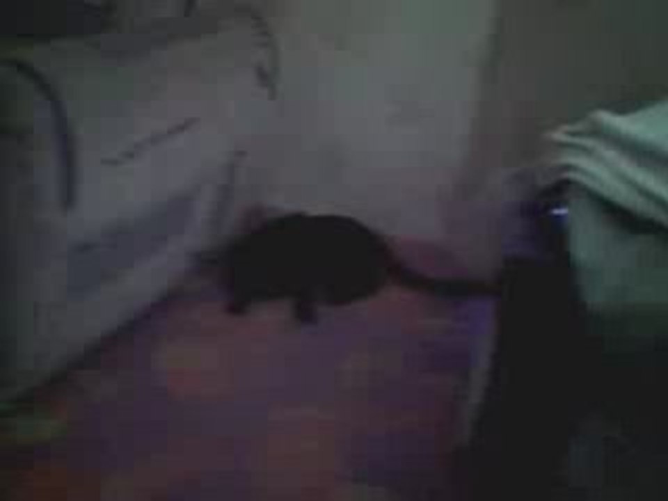 Webcam 1221801190546
