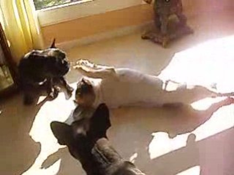 Vidéo