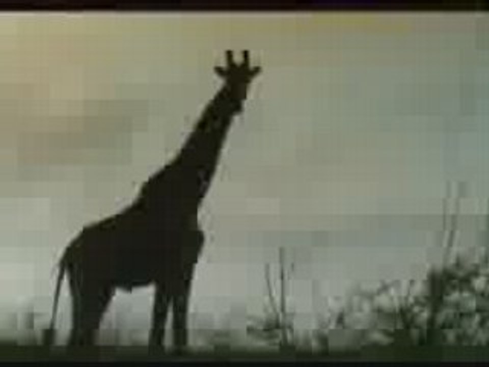 ASF : Mission Kenya