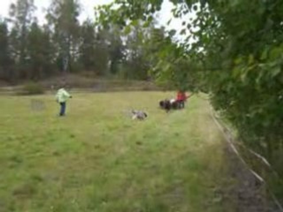 Pörri Paimentaa