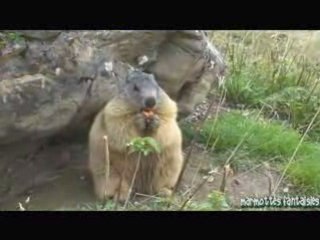 Bon appétit les marmottes !