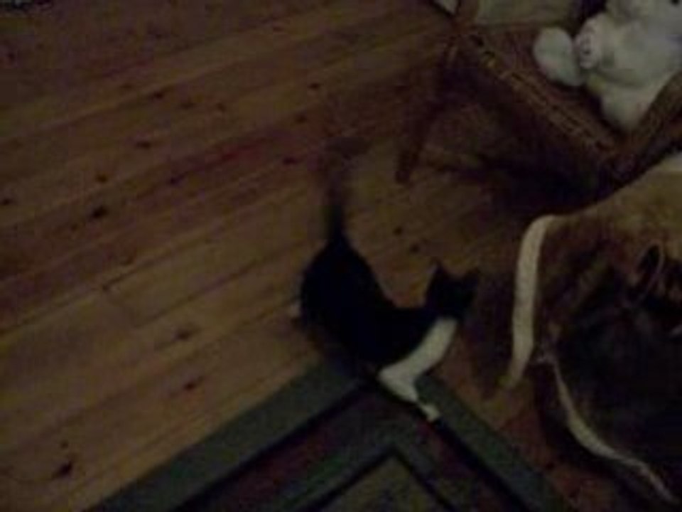 Vidéo du chat fou