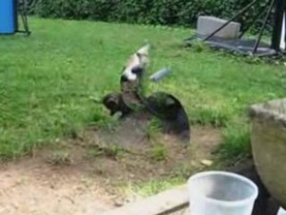 16.08.2008 Chatons & couleuvre