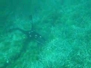 chasse sous-marine