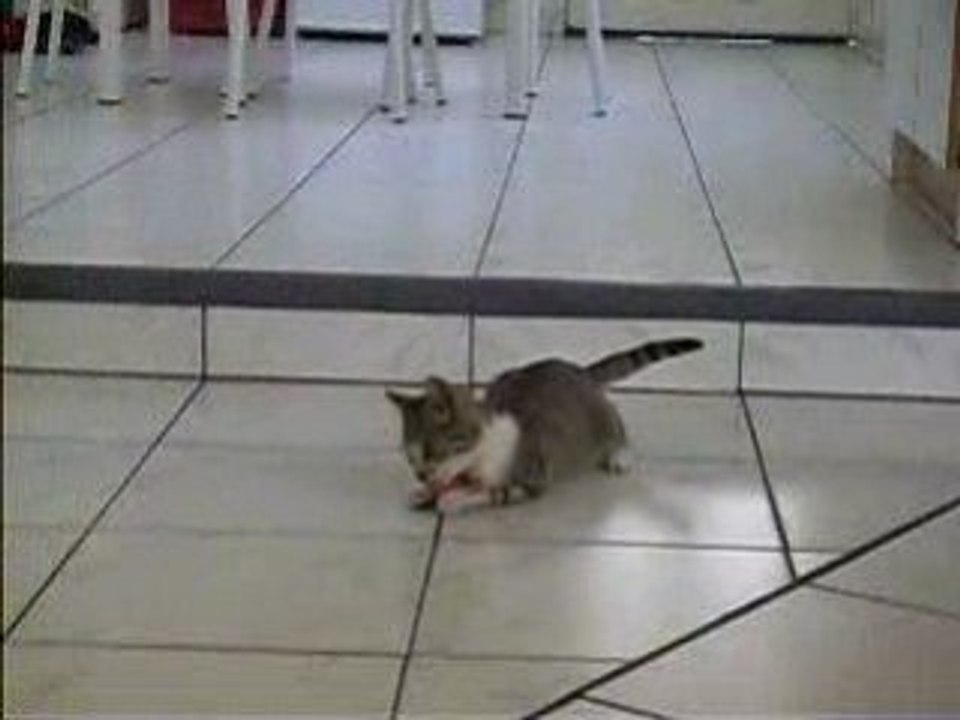 Chaton qui s amuse