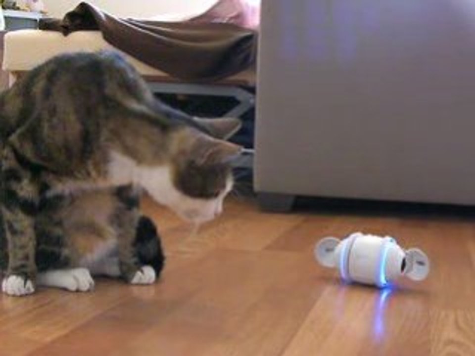 Sylvestre le chat vs Rolly