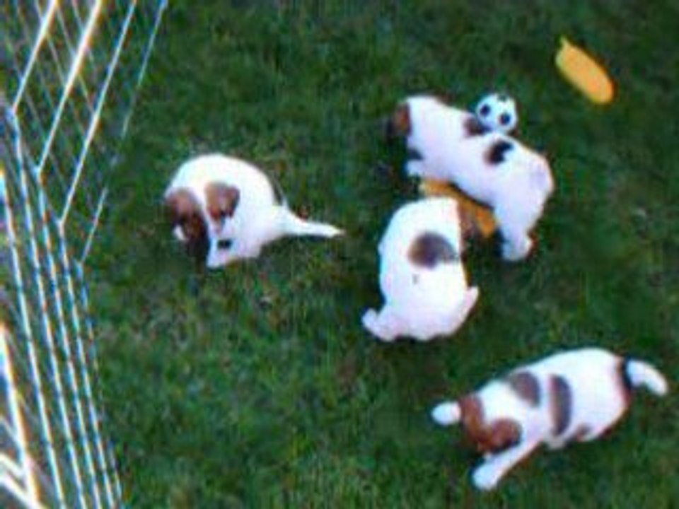 BB Fox Terrier "Vénus 19 septembre" 001