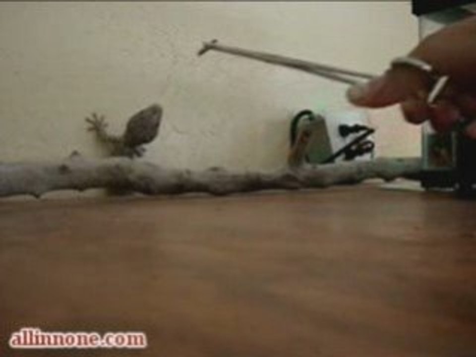 Crazy Lizard In The Wall
