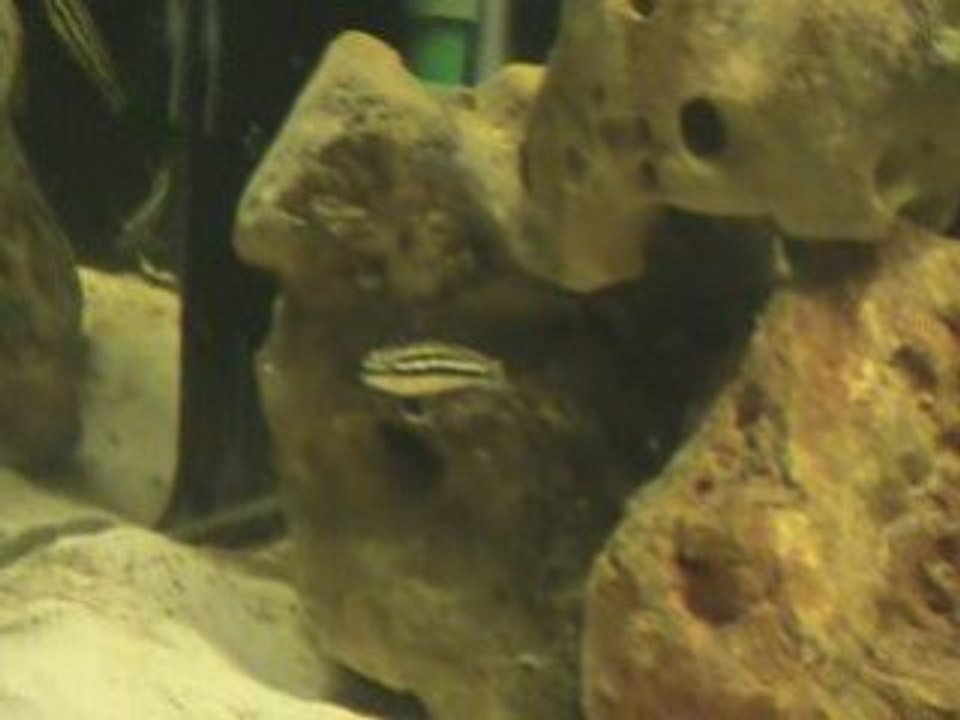 Tanga melanogenys