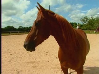 La confiance d'un cheval
