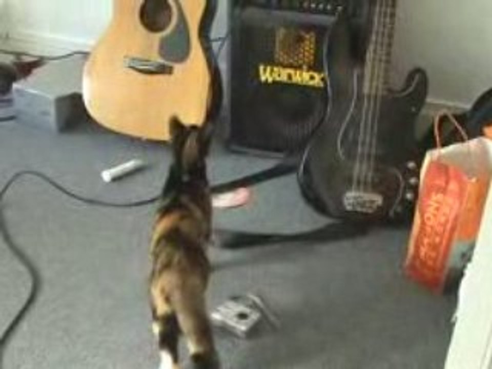 Bobs scared 2