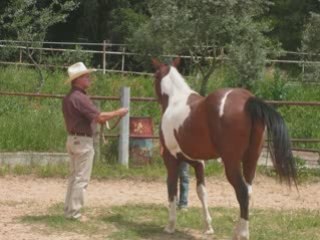 Stage de Showmanship du 15 Juin 2008