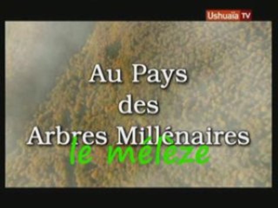 Les arbres 2 - le mélèze