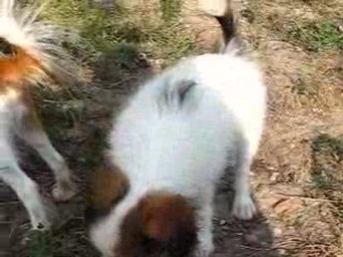 Mes petits phalenes in the wind