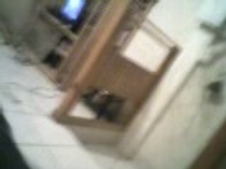 rottweiler bien élevée