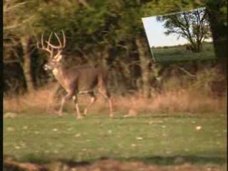 Whitetail Diaries - Buck Hunt