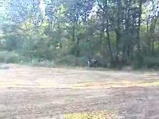 Fab imite regis en raptor