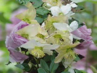 Farid break sidi  baloua