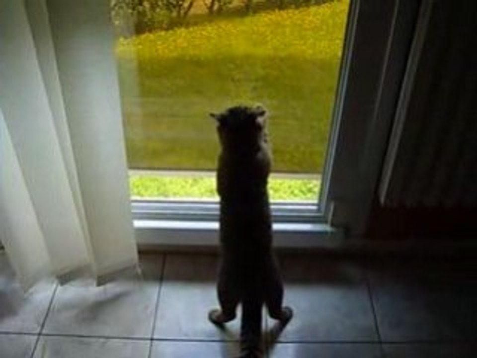 chat lave vitre