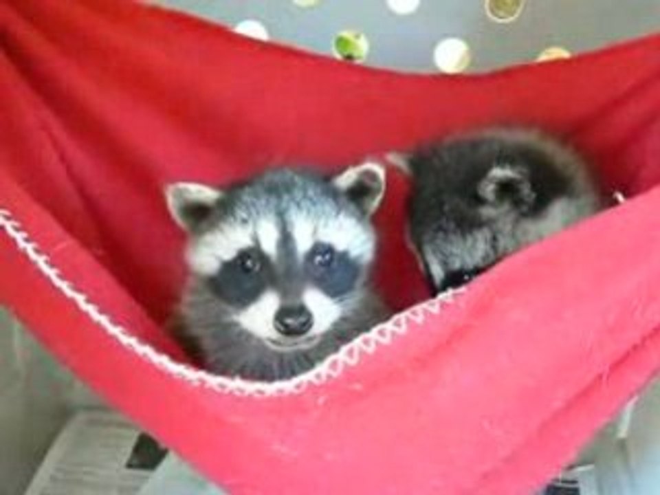 Cute Baby Racoons