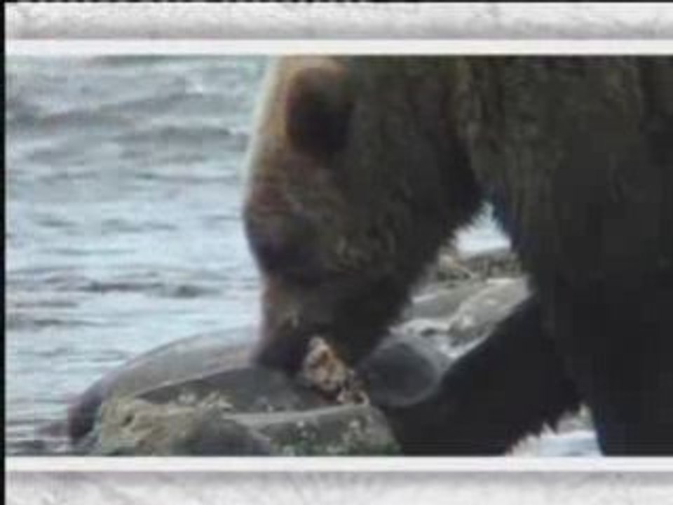 Le Grizzli