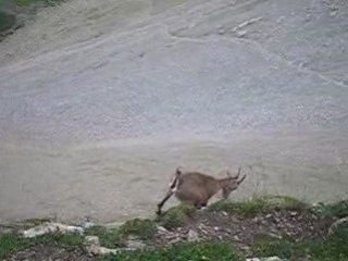 Jallouvre bouquetins au col du rasoir