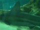 Le tunnel des requins à Marineland