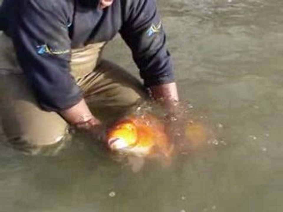 Koi lineaire fred